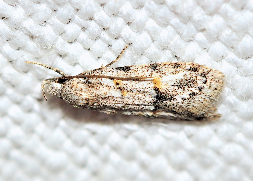 Autostichidae: Symmoca signatella